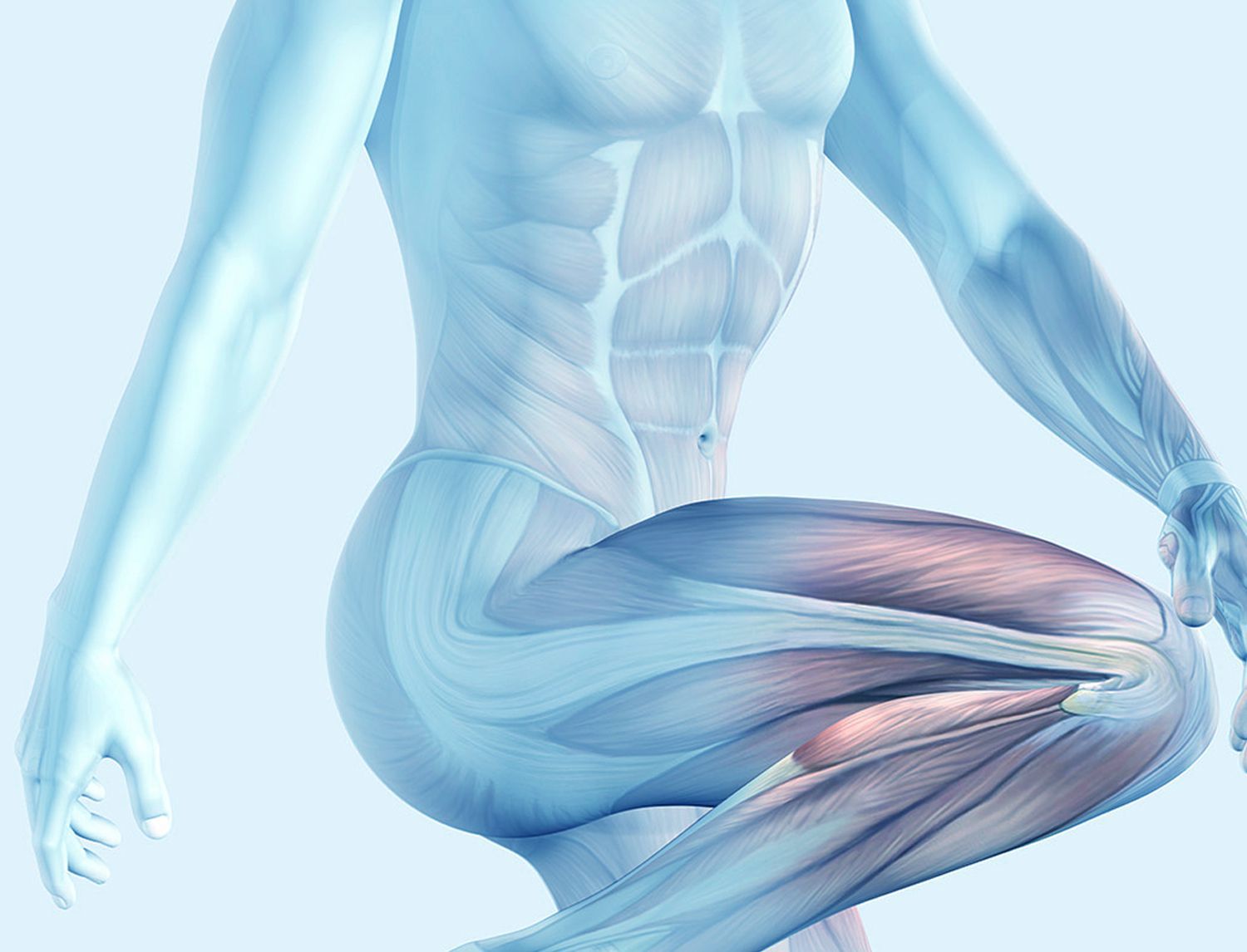 Illustrazione 3D anatomica dei muscoli di addome, fianco e braccio di una figura semitrasparente azzurra