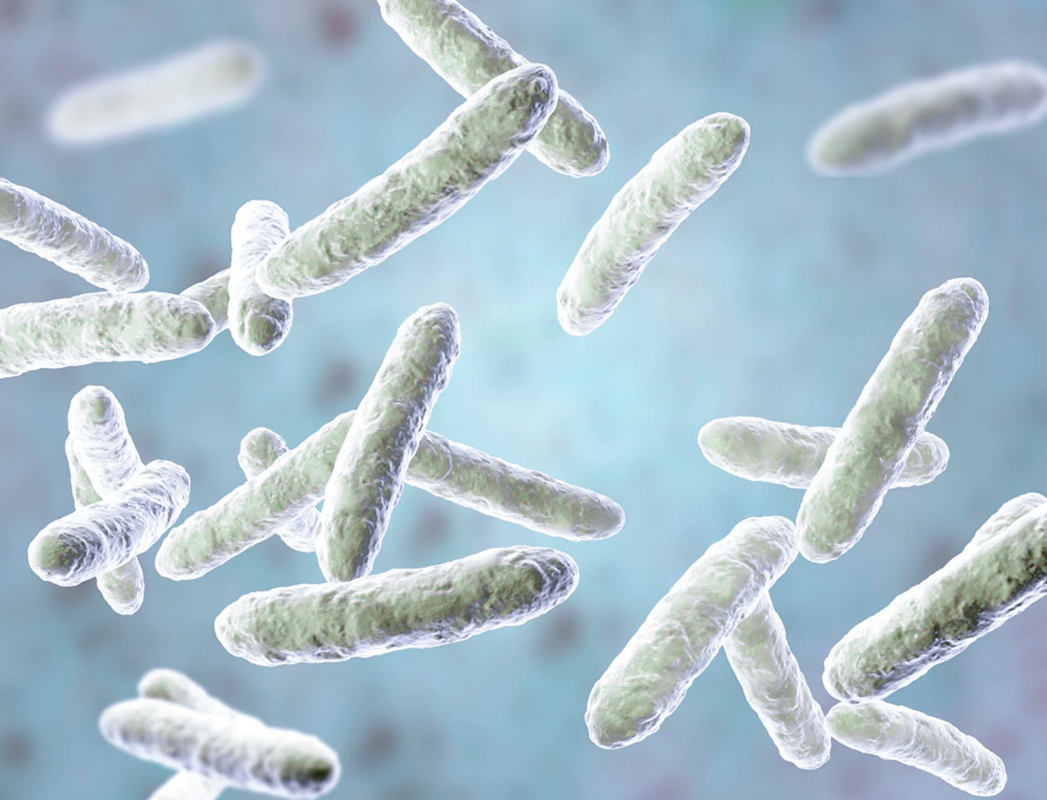 Rendering 3D di batteri a forma di bastoncino (bacilli) verde-grigio su sfondo azzurro sfocato