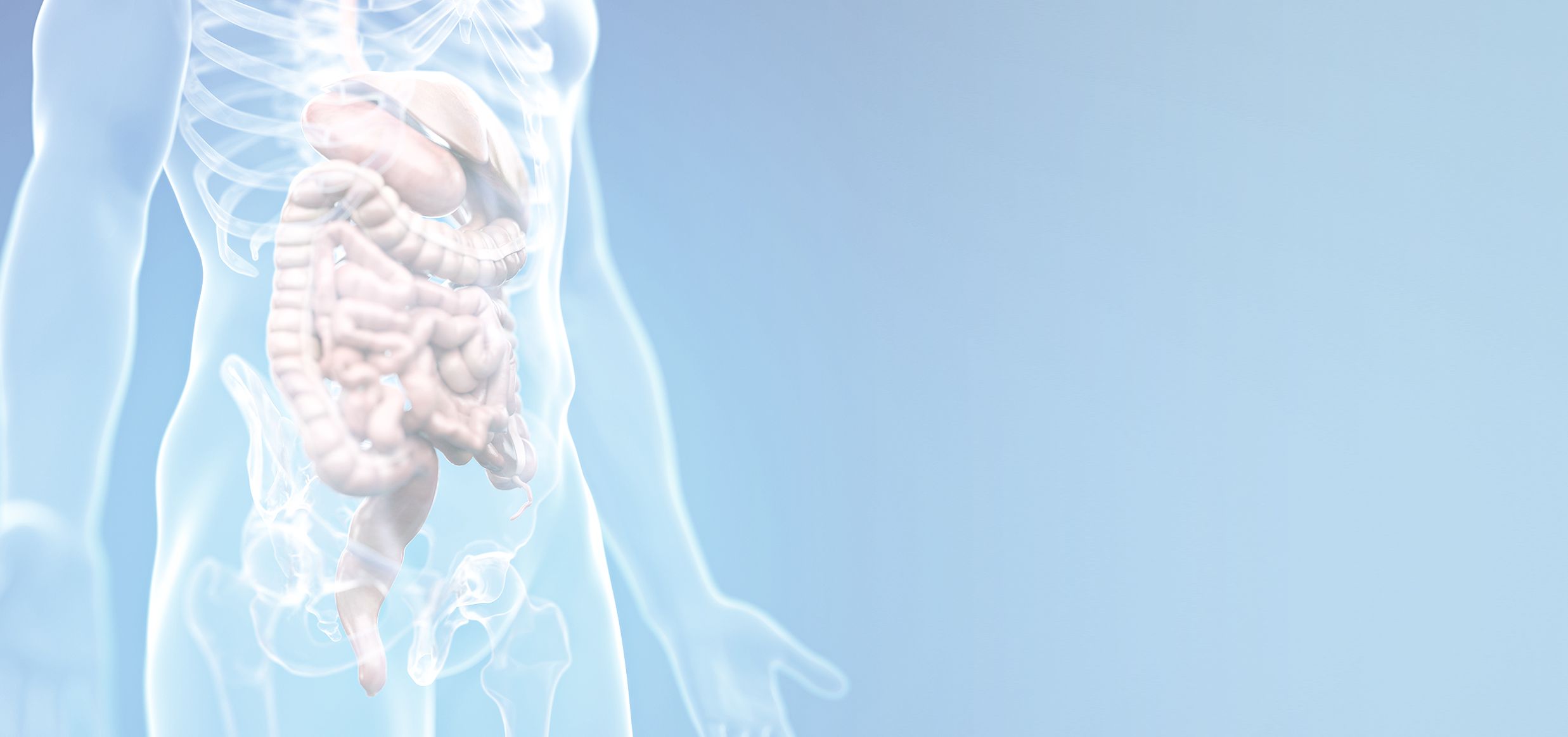 Illustrazione 3D semitrasparente del busto umano che mostra l’apparato digerente (fegato, intestino tenue e colon) in evidenza, su sfondo azzurro